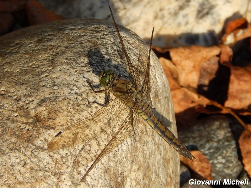 Libellula da ID: Orthetrum cancellatum